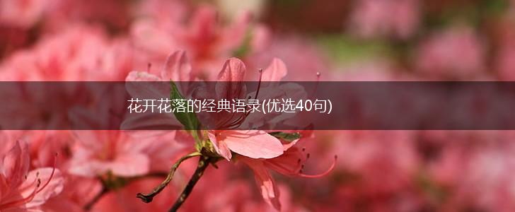 花开花落的经典语录(优选40句),第1张