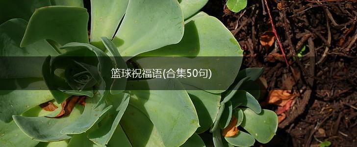 篮球祝福语(合集50句),第1张