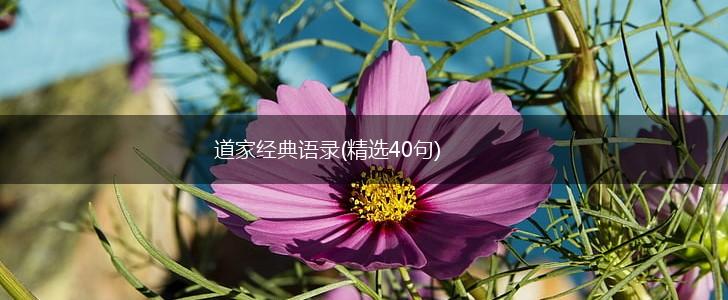 道家经典语录(精选40句),第1张