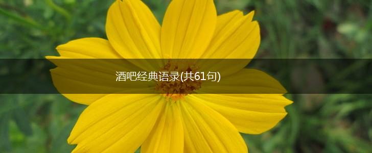 酒吧经典语录(共61句),第1张 酒吧经典语录(共61句),第1张