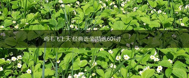 鸡毛飞上天 经典语录(精选60句),第1张