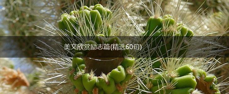 美文欣赏励志篇(精选60句),第1张