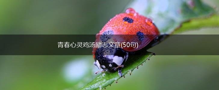 青春心灵鸡汤励志文章(50句),第1张
