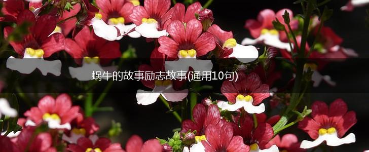 蜗牛的故事励志故事(通用10句),第1张