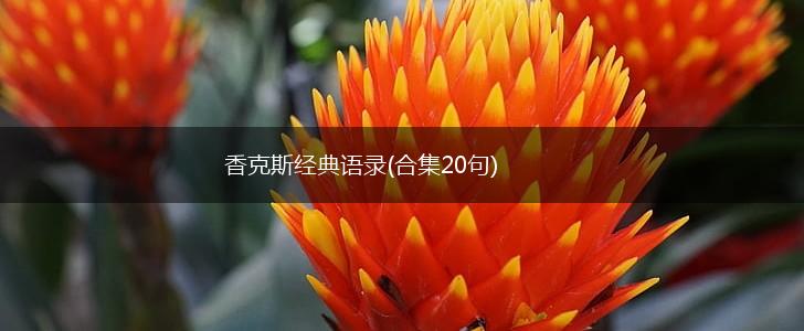 香克斯经典语录(合集20句),第1张