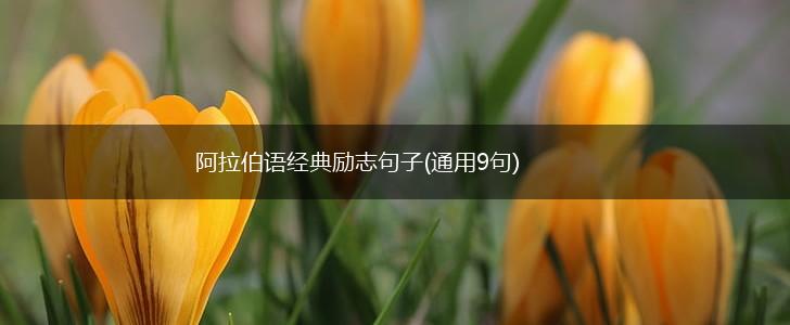 阿拉伯语经典励志句子(通用9句),第1张