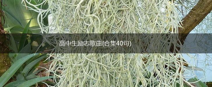 高中生励志歌曲(合集40句),第1张