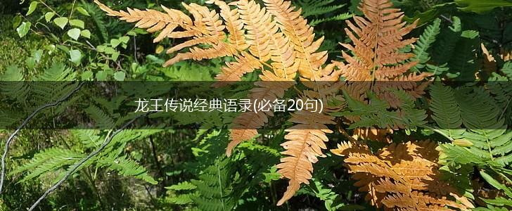 龙王传说经典语录(必备20句),第1张