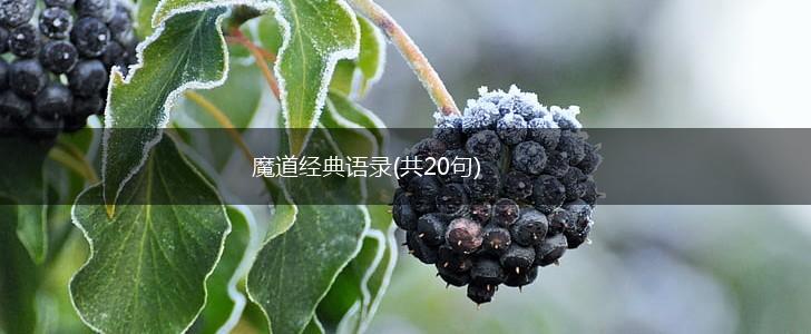 魔道经典语录(共20句),第1张