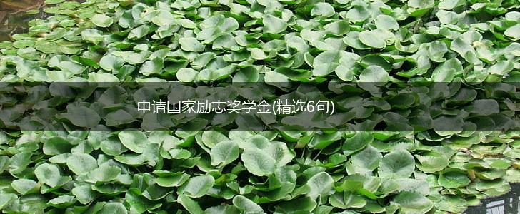 申请国家励志奖学金(精选6句),第1张