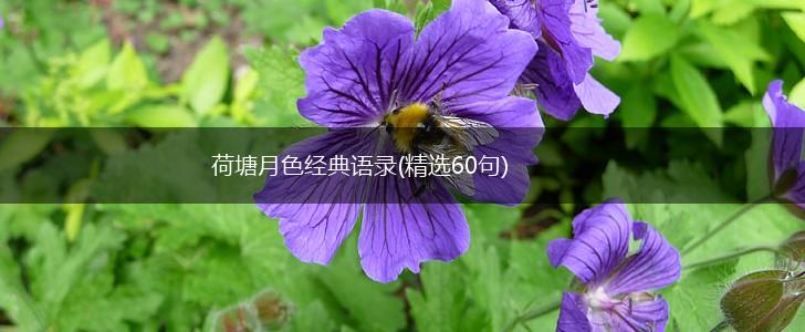 荷塘月色经典语录(精选60句),第1张