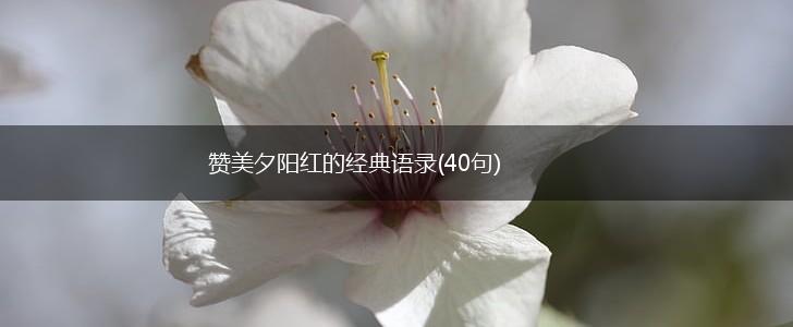 赞美夕阳红的经典语录(40句),第1张