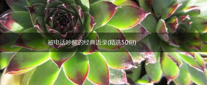 被电话吵醒的经典语录(精选50句),第1张