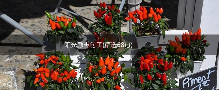 阳光励志句子(精选68句),第1张