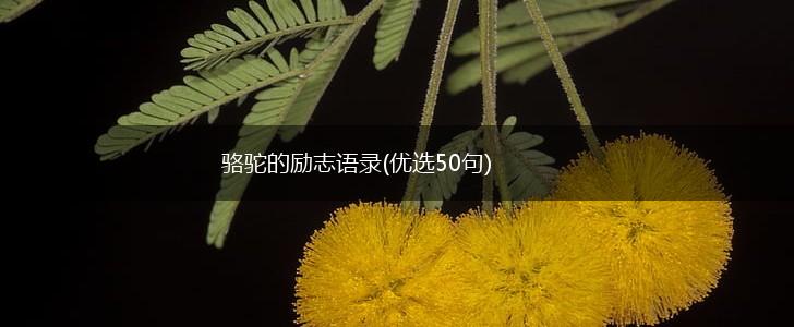 骆驼的励志语录(优选50句),第1张