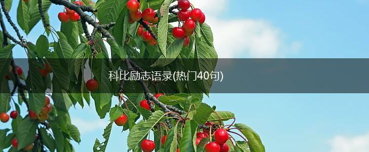 科比励志语录(热门40句),第1张 科比励志语录(热门40句),第1张