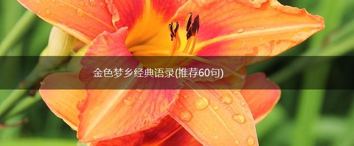 金色梦乡经典语录(推荐60句),第1张