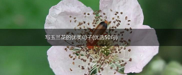 写玉兰花的优美句子(优选50句),第1张