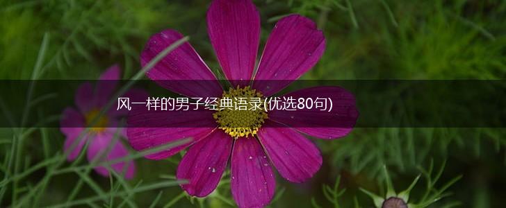 风一样的男子经典语录(优选80句),第1张