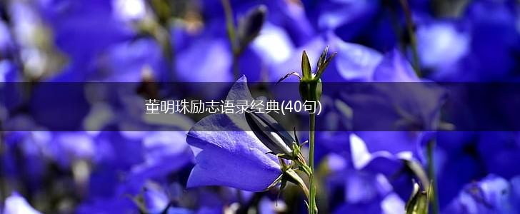 董明珠励志语录经典(40句),第1张