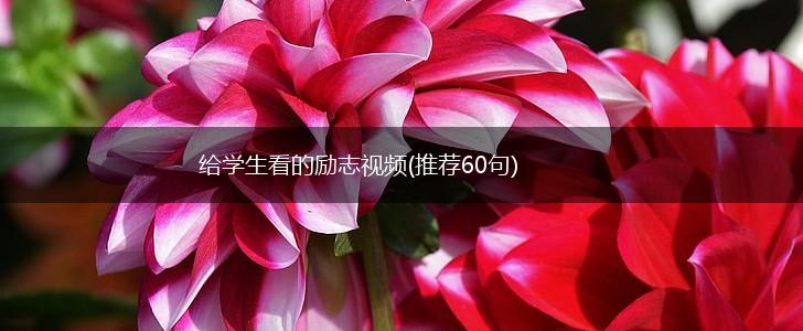 给学生看的励志视频(推荐60句),第1张