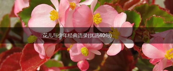 花儿与少年经典语录(优选40句),第1张