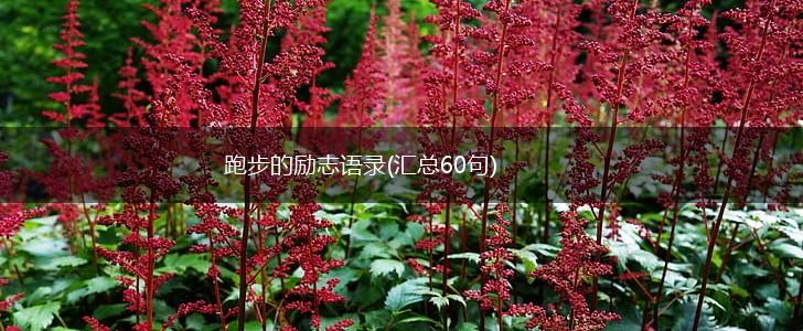 跑步的励志语录(汇总60句),第1张