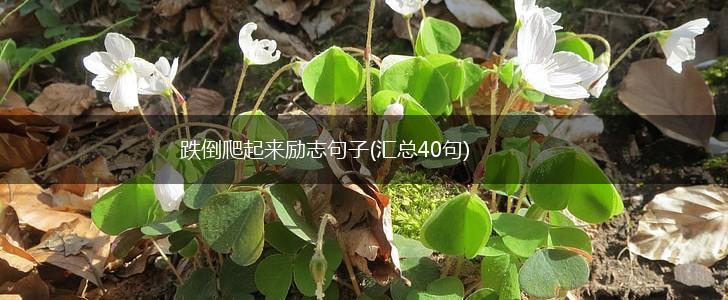 跌倒爬起来励志句子(汇总40句),第1张