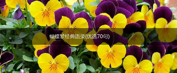 蝴蝶梦经典语录(优选70句),第1张 蝴蝶梦经典语录(优选70句),第1张