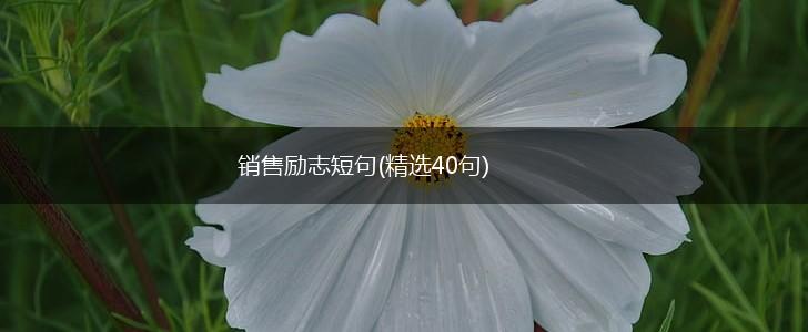 销售励志短句(精选40句),第1张