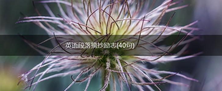 英语段落摘抄励志(40句),第1张