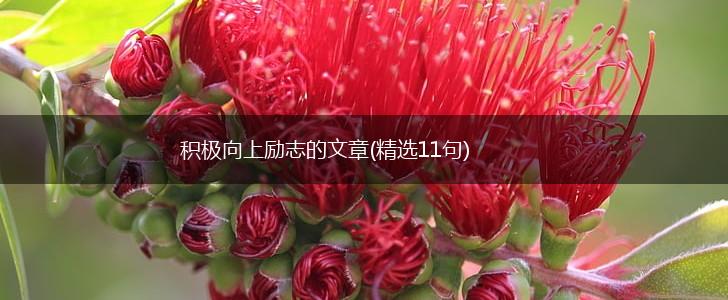 积极向上励志的文章(精选11句),第1张 积极向上励志的文章(精选11句),第1张
