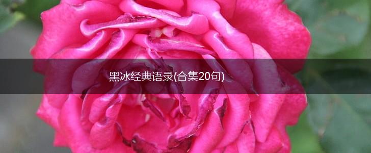 黑冰经典语录(合集20句),第1张