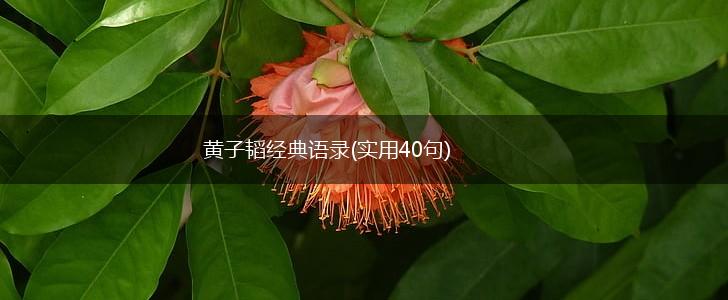 黄子韬经典语录(实用40句),第1张