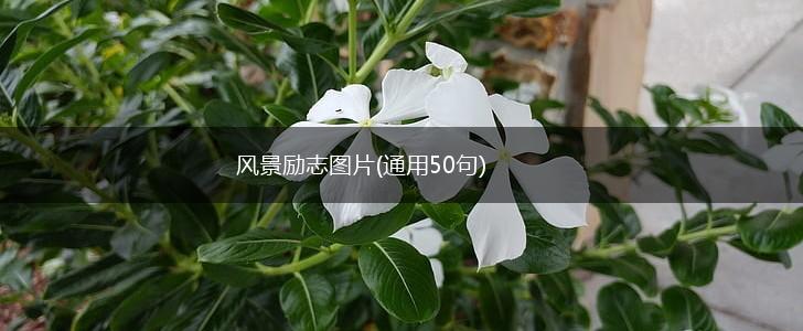 风景励志图片(通用50句),第1张