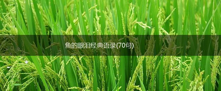 鱼的眼泪经典语录(70句),第1张