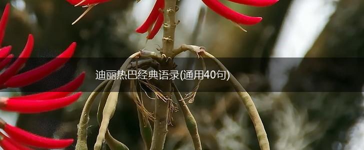 迪丽热巴经典语录(通用40句),第1张