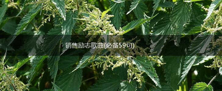 销售励志歌曲(必备59句),第1张