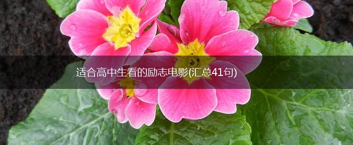 适合高中生看的励志电影(汇总41句),第1张