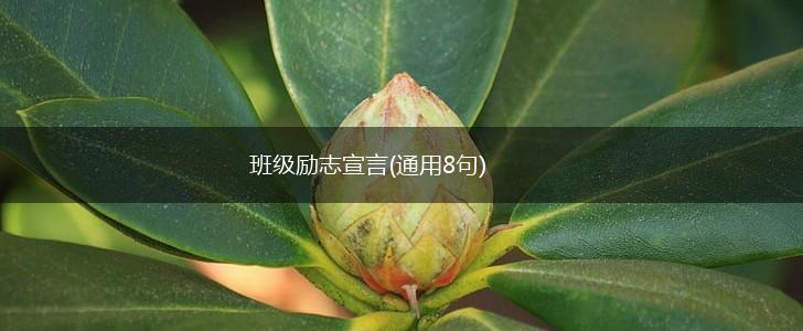 班级励志宣言(通用8句),第1张