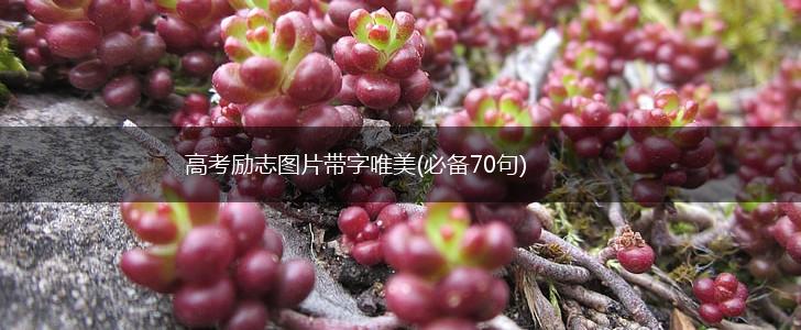 高考励志图片带字唯美(必备70句),第1张
