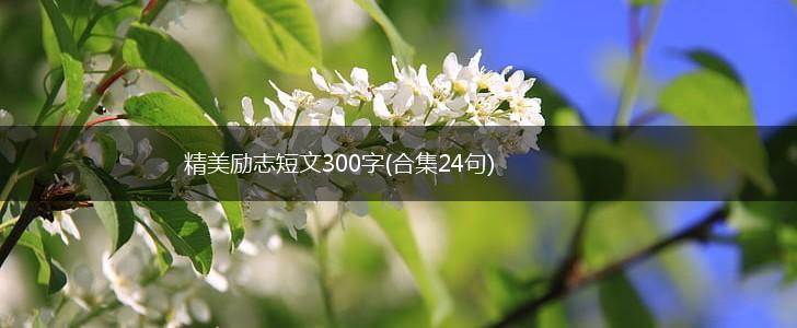 精美励志短文300字(合集24句),第1张