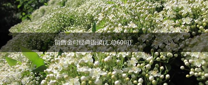 销售金句经典语录(汇总60句),第1张