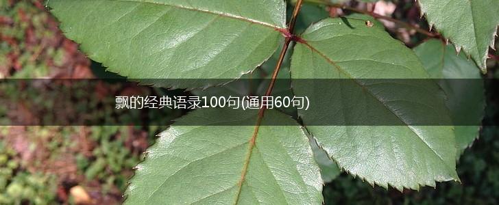 飘的经典语录100句(通用60句),第1张