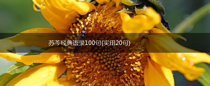 苏芩经典语录100句(实用20句),第1张 苏芩经典语录100句(实用20句),第1张