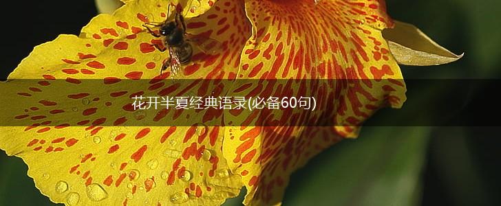 花开半夏经典语录(必备60句),第1张