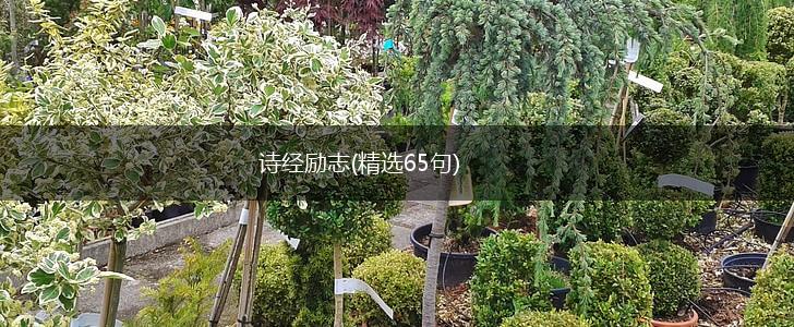 诗经励志(精选65句),第1张