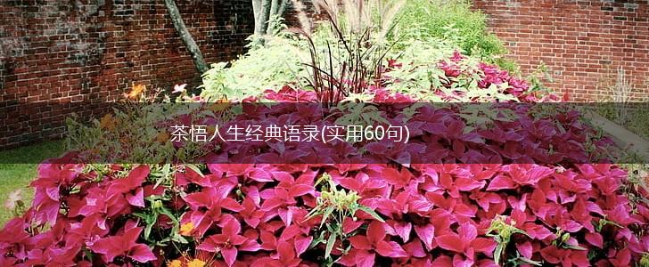 茶悟人生经典语录(实用60句),第1张