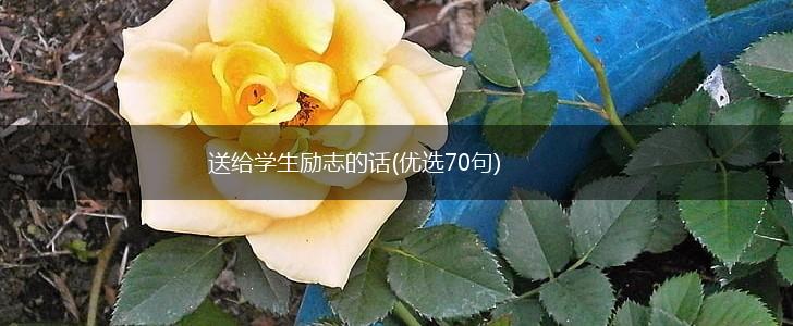送给学生励志的话(优选70句),第1张