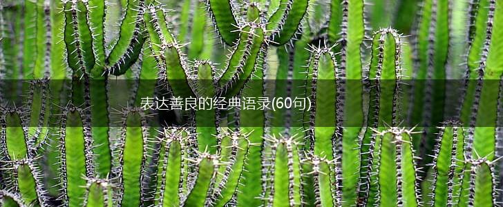 表达善良的经典语录(60句),第1张